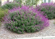 Mexican Bush Sage, Mexican Sage