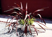 Dazzler N.Z. Flax