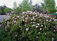 Cecile Brunner Rose