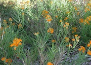 Siberian Wallflower