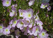Mexican Evening Primrose
