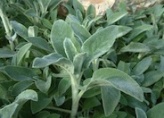 Lamb's Ear