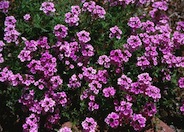 Peruvian Verbena