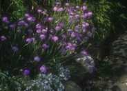 Pincushion Flower