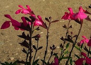 Red Star Texas or Autumn Sage