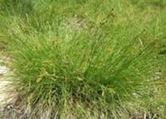 Common Field or Slender Sedge