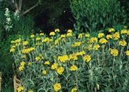 Jerusalem Sage