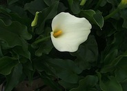 Calla Lily or Calla