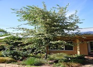 Washington Thorn