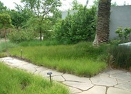 Berkeley Sedge