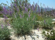 Silver Bush Lupine