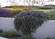Irene Creeping Rosemary