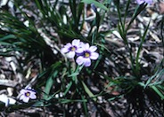 Blue-Eyed Grass