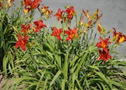 Daylily (hybrid selection)