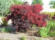 Purple Smoke Tree