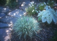 Striped Society Garlic