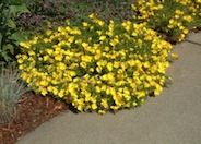Saltillo Evening Primrose