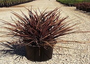 Amazing Red N.Z. Flax