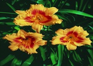 Black-Eyed Stella Daylily