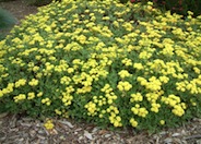 Sulfur Flower, Sulphur Flower