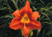 Gingerbread Man Daylily