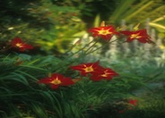 Rojo Alto Daylily