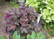 Chocolate Ruffles Coral Bells
