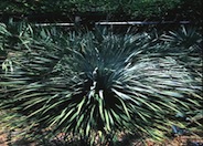 Grey Desert Spoon, Sotol