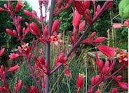Red Yucca