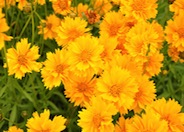 Double Sunburst Coreopsis/Tickseed