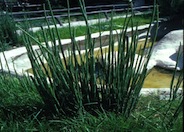 Horsetail Rush