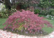 Crimson Queen Japanese Maple