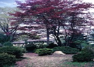 Red Japanese Maple