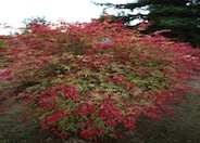 Shalina Japanese Maple