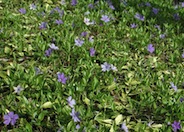 Dwarf Vinca or Periwinkle