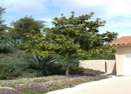 Southern Magnolia, Bull Bay