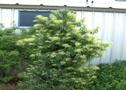 Long- Leafed Yellow-wood
