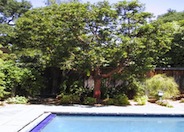 Marina Strawberry Madrone