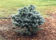 Globe Blue Spruce