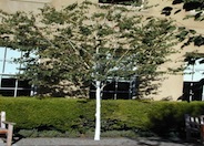 Jacquemontii Birch