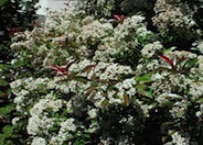 Red-Leaf or Fraser Photinia