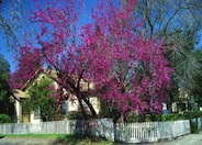 Eastern Redbud