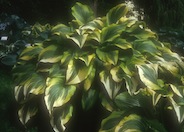 Hosta (hybrid) assorted