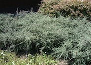 Bright Bead Cotoneaster
