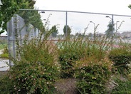 Glossy Abelia