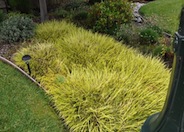 Variegated Japanese Sedge