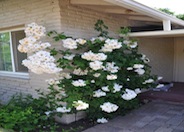 Climbing Rose