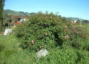 Shrub Rose