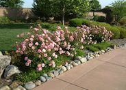 Meidiland Varieties Rose
