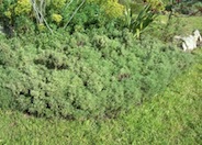 California Sagebrush